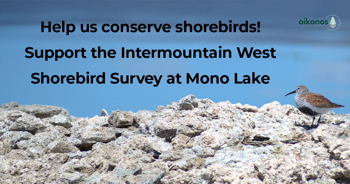 Mono Lake's Shorebirds Need Us Now | Bodie Foundation